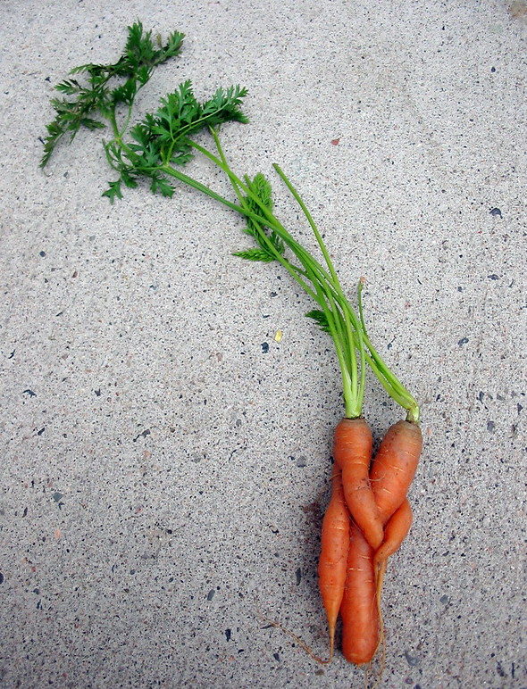 affectionate carrot