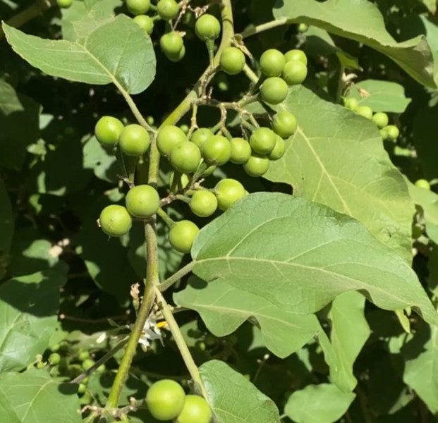 living soil