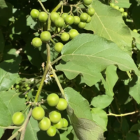 kwahu nsoso, turkey berry