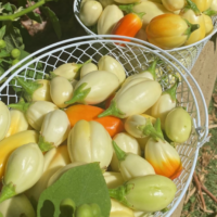 garden eggs nyadowa
