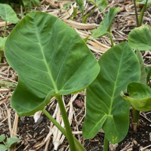 taro leaves, nkontombire