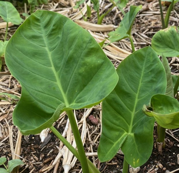 Taro leaves