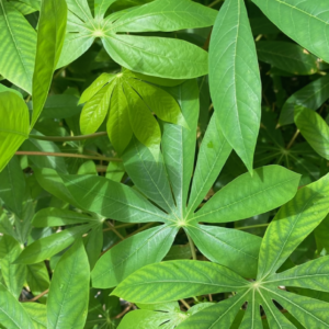 cassava leaves