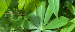 cassava leaves
