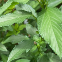ayoyo, water leaves