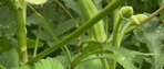 okra