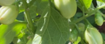 garden eggs