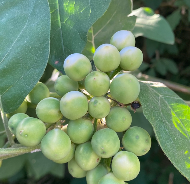 turkey berry