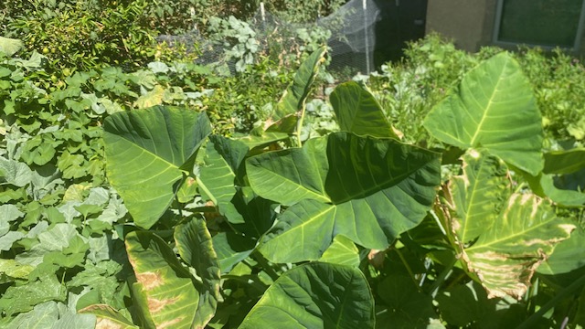 taro leaves